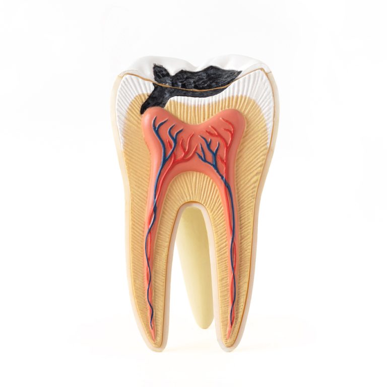 isolated-photo-of-internal-tooth-structure-model-w-2025-02-10-12-55-28-utc